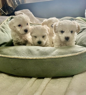 Bichon maltez pufoși și drăgălași 