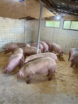 Porci de carne sănătoși   Preț avantajos! - imagine 3