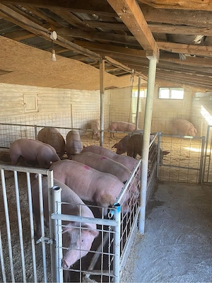 Porci de carne sănătoși   Preț avantajos! - imagine 2