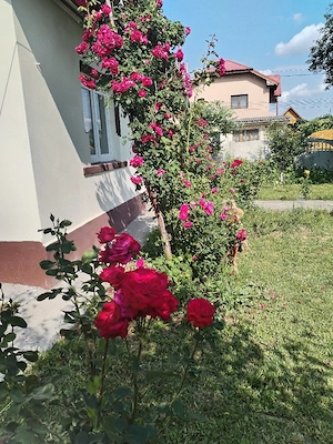 vand casa 