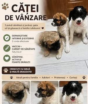 Bichon - cauta casute