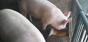 porci de vanzare