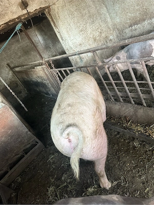 porc landrace - imagine 2