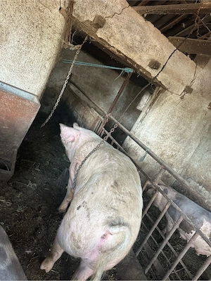 porc landrace - imagine 3