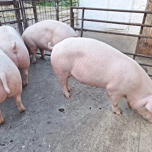 Porci între 140 și 170 kg - imagine 2