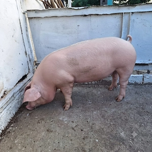 Porci de diferite greutăți