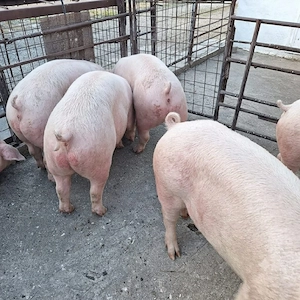 Porci între 140 și 170 kg - imagine 3