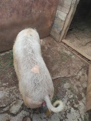 Porc de vânzare 