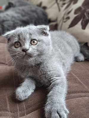 Pui Scottish Fold