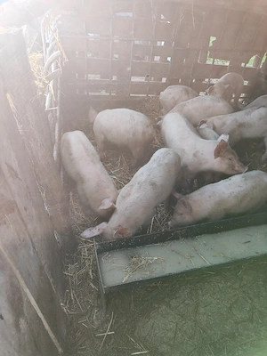 purcei 7 săptămâni 400 lei bukata negociabil 
