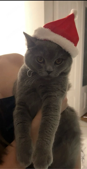 British Shorthair -tată și fiică - imagine 3
