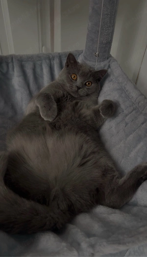 British Shorthair -tată și fiică - imagine 2