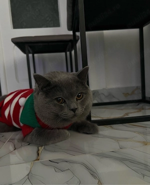 British Shorthair -tată și fiică