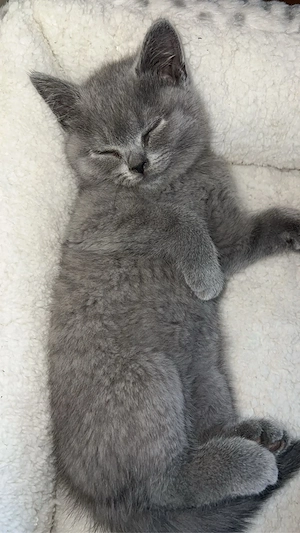 British Shorthair -tată și fiică - imagine 5