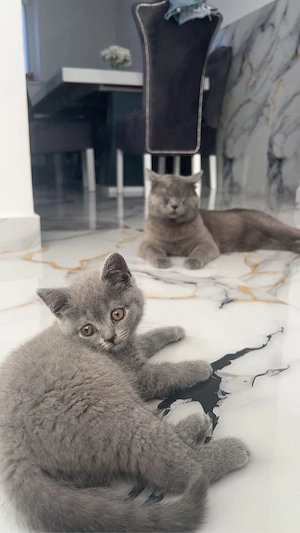British Shorthair -tată și fiică - imagine 4