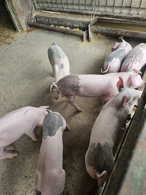 Vand porci bine întreținuti - imagine 3