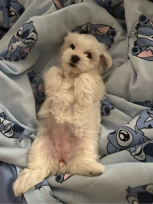 Bichon havanez 