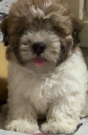 Bichon în vârstă de 2 luni băieței  - imagine 2