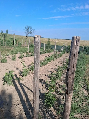 Vând casă situată la 33 km de Oradea - imagine 5