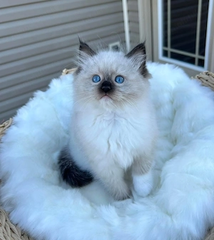 Ragdoll Motanel superb