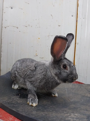 Iepuroi chinchila