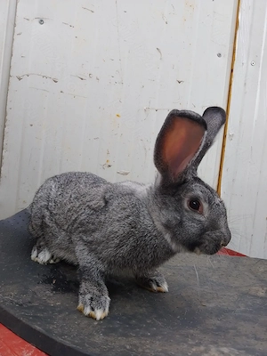 Iepuroi chinchila