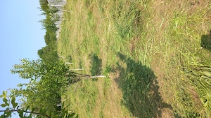 Vand Teren, sat Burluș