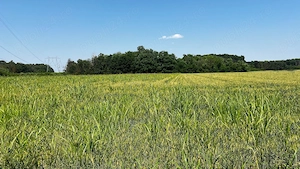 Proprietar vând teren 4.800 mp Jilava, rezidențial, acces DN5 - imagine 6