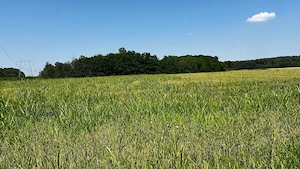 Proprietar vând teren 4.800 mp Jilava, rezidențial, acces DN5 - imagine 7