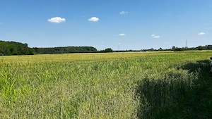 Proprietar vând teren 4.800 mp Jilava, rezidențial, acces DN5 - imagine 8