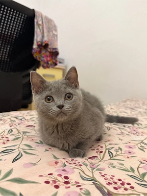 Pisicuta British Shorthair - imagine 4