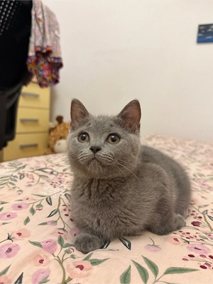 Pisicuta British Shorthair - imagine 3