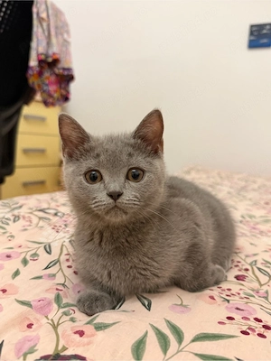Pisicuta British Shorthair