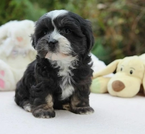 Bichon havanez fetita
