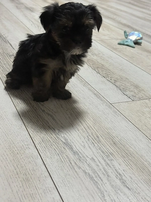 Yorkshire terrier  - imagine 3