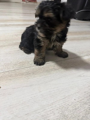 Yorkshire terrier  - imagine 2