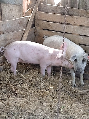 porc.       