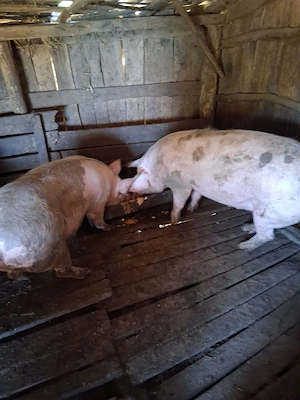 Porci , detalii in privat 