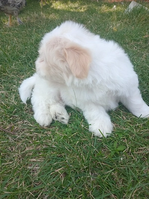 Mascul bichon maltez  - imagine 2