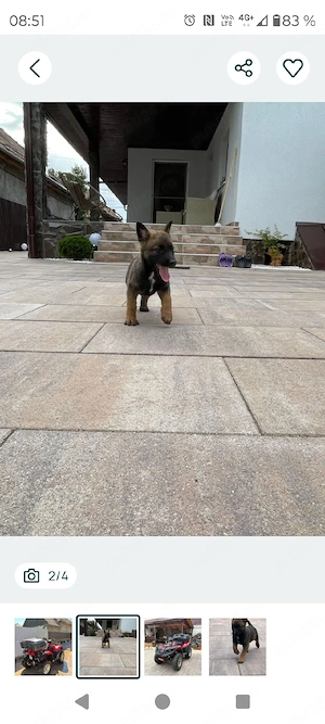Ciobanesc belgian, malinois - imagine 5