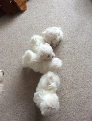 pui bichon maltese mini toy  - imagine 3