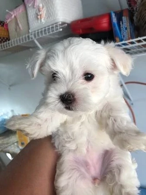 pui bichon maltese mini toy  - imagine 2