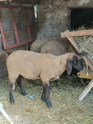 miori și miei disponibili  - imagine 4