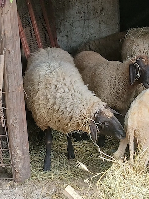 miori și miei disponibili  - imagine 2
