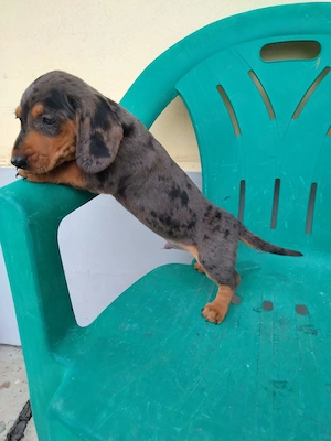 Teckel arlechin 2 luni 