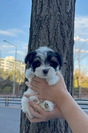 Bichon havanez 650 lei