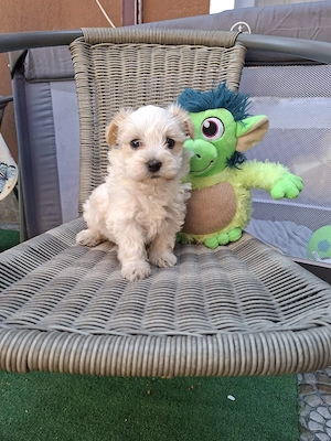 Bichon Maltez mini toy - imagine 3
