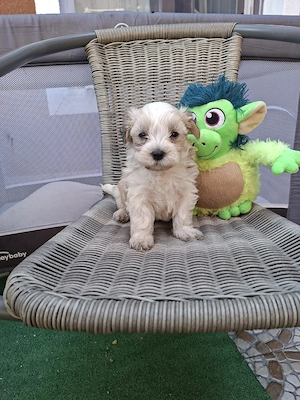 Bichon Maltez mini toy - imagine 2