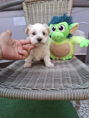 Bichon Maltez mini toy