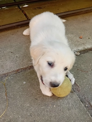 Catelusi Golden Retriever - imagine 3